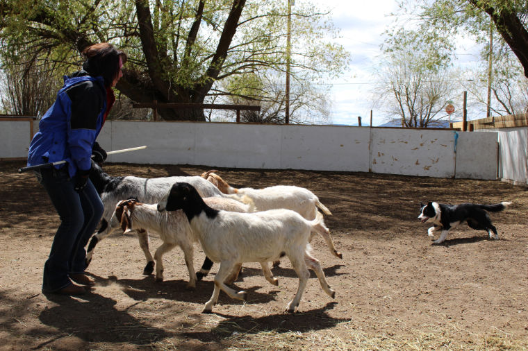 Dog Training In Klamath Falls Dog Training In Klamath Falls