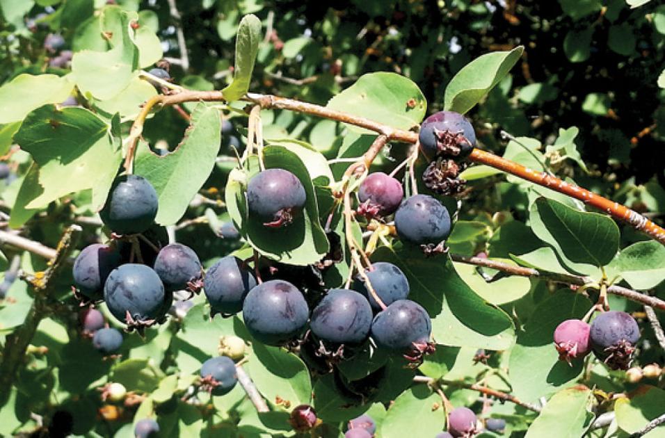 Wild side walk Native berries along the Link River Outdoors