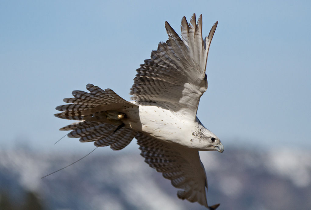 2016 Winter Wings Festival raptor photo shoot