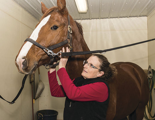 The Equine Touch - The Herald Palladium : Local News