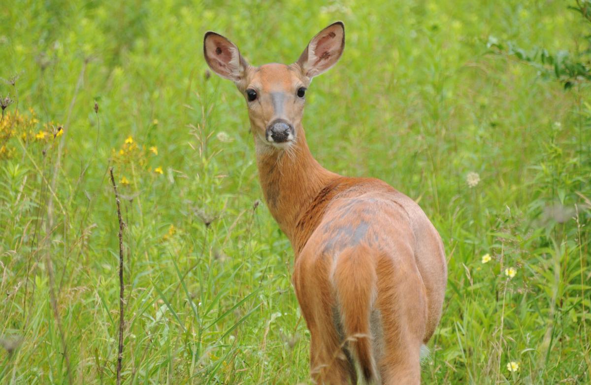 Is information on deer populations for Wisconsin available on the state DNR website?