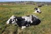 UPLAND COWS