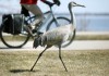 Experts say species still could thrive with wolf, crane hunts