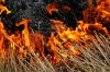 Fields and Forests: Positive impacts of fire