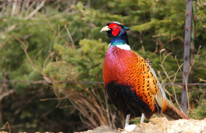 Jerry Davis It was a tough winter for Wisconsin's pheasants Outdoors