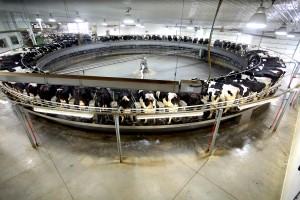 Keep a careful eye on mega-farms