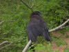 Patricia Randolph’s Madravenspeak: Federal Wildlife Services program serves up poison