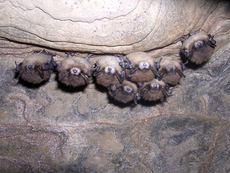 footnote are threatened bat species protected in footnote are threatened bat species protected in
