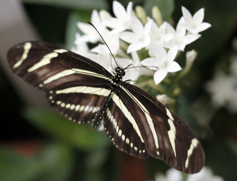 Photos Blooming Butterflies at Olbrich Local News