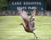 Lawmaker proposes sandhill crane hunt