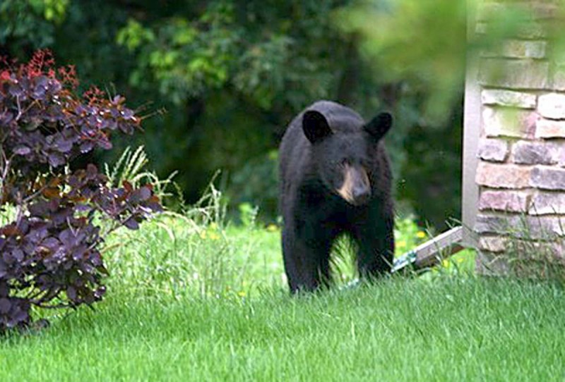 photo-gallery-looking-for-signs-of-black-bears-in-wisconsin-local