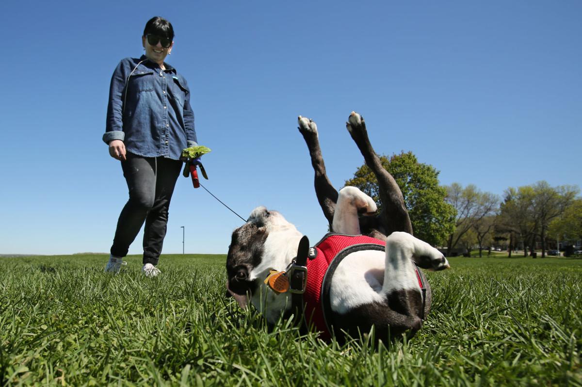 Madison Wi Parks That Allow Dogs Madison Wi Parks That Allow Dogs