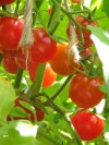 tomato4.jpg