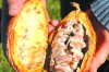 Cacao plant is finicky