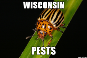 Quiz: Know your Wisconsin pests