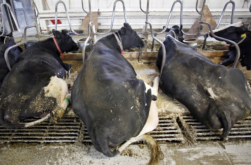 UW dairy cows’ home to finally get upgrades The Conscientious Omnivore