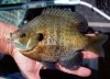 Gary Engberg: Bluegill action should be picking up in Madison