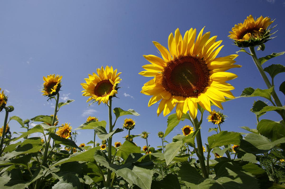 Photos 2015 Sunflower Days Local News