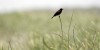 Outdoors: Great Wisconsin Birdathon continues
