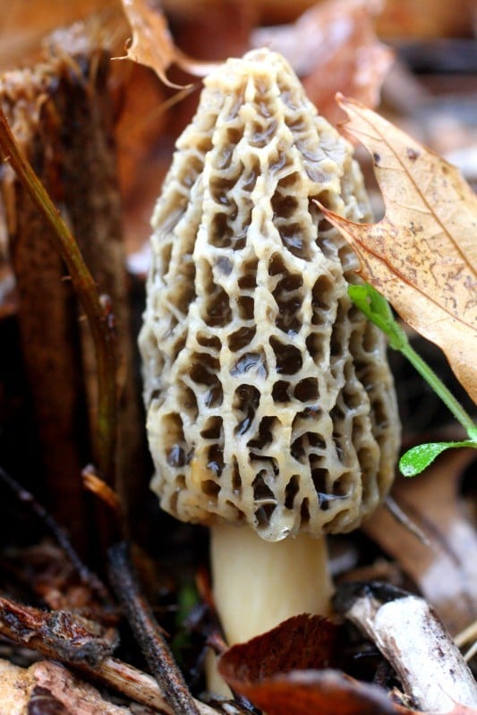 Jerry Davis Differing morels actually same species, expert says