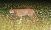 Patrick Durkin: Cougar sightings don't mean animal is here to stay
