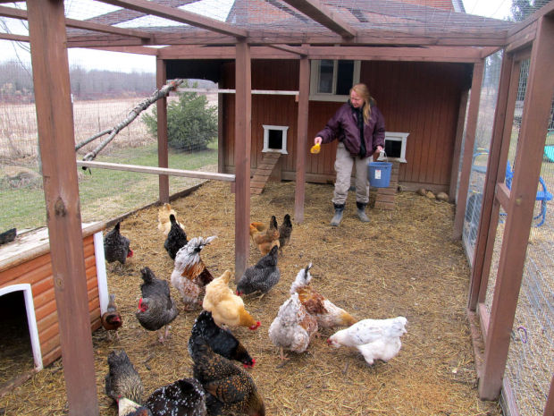 Favorite Space: A chicken coop inside a shed : Arts-madisondotcom