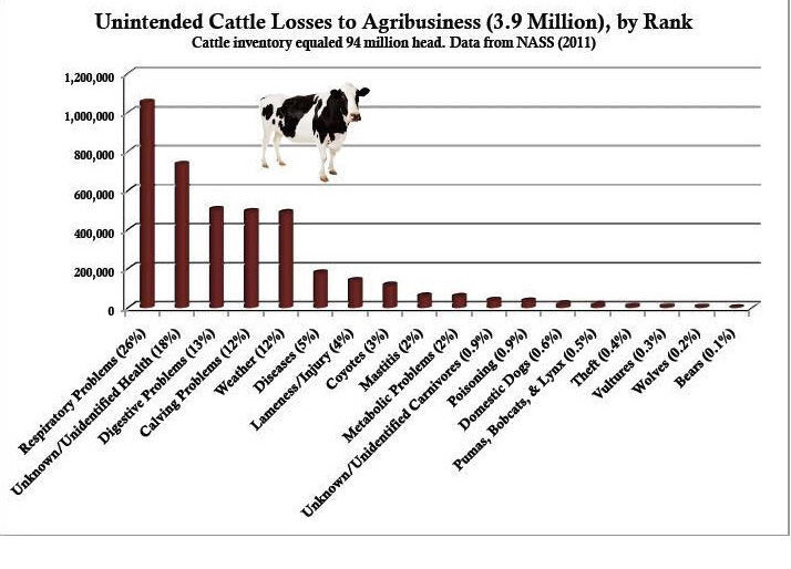 Cattle losses