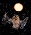 BATS SNARED.jpg