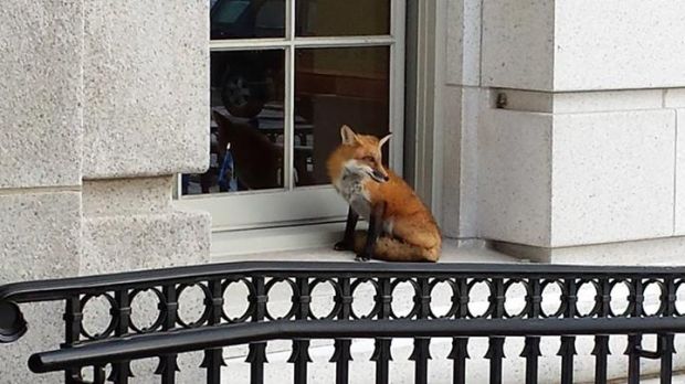 Fantastic Foxes Found Frolicking On Madison S Capitol Square Ct