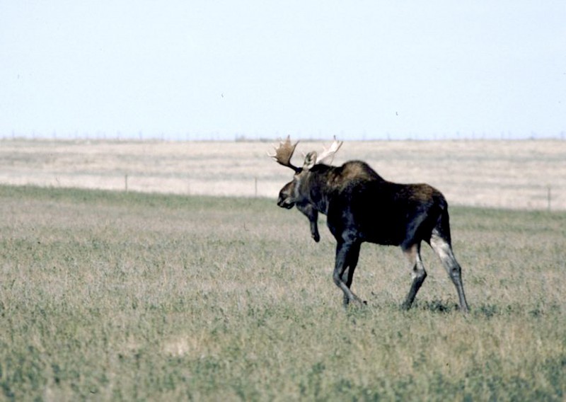 Outdoors Moose on North Dakota prairies buck trend, hold steady