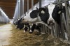  factory farm (Day 1) No. 7
