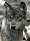Quick Question: Should the state establish a wolf hunting and trapping season?