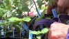 UW hosts family gardening day