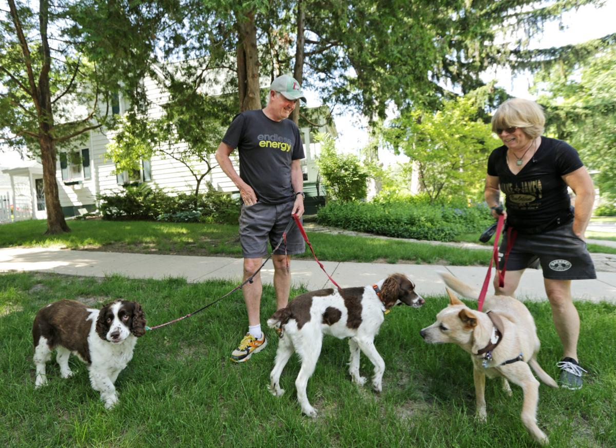 people walking dogs