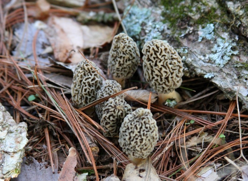 Jerry Davis Differing morels actually same species, expert says