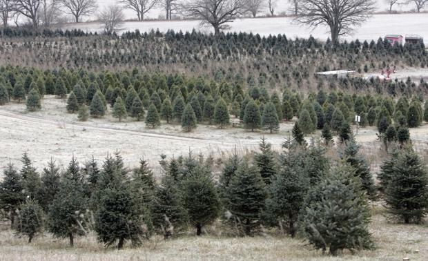 photo gallery hann s christmas tree farm gallery photo gallery hann s christmas tree farm gallery