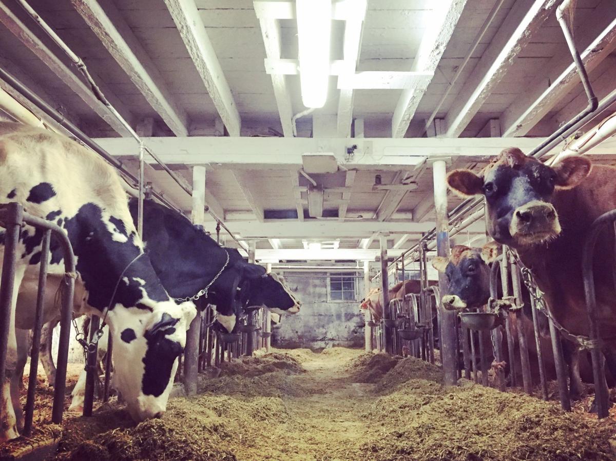 Need milk? Dozens of Wisconsin dairy farmers scrambling to find buyers