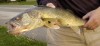 Wisconsin Walleye Initiative aims to build up numbers of game fish