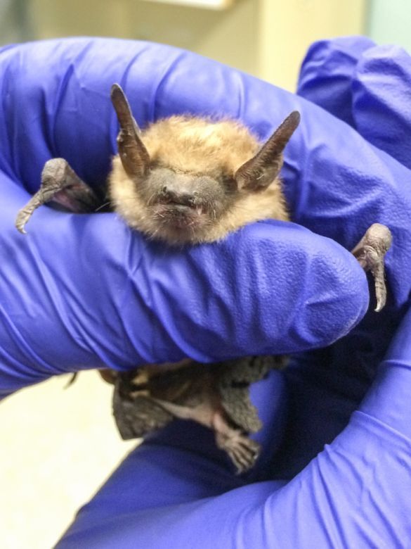 Dane county wild animal rescue