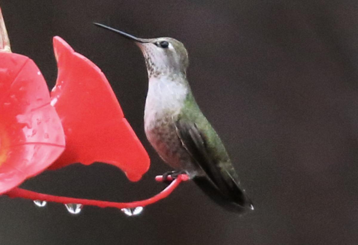 rare west coast hummingbird makes local appearance local rare west coast hummingbird makes local appearance local