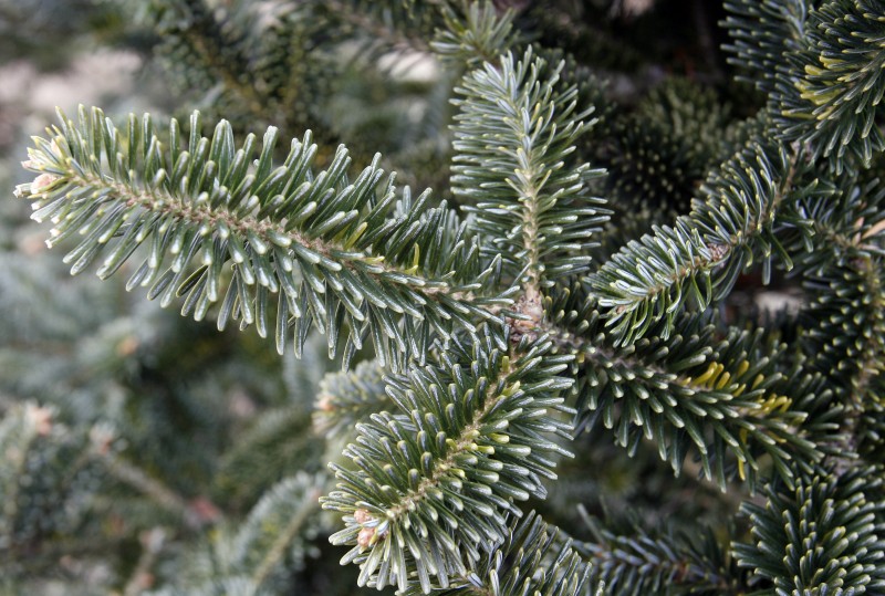 photo gallery hann s christmas tree farm host madison com photo gallery hann s christmas tree farm host madison com