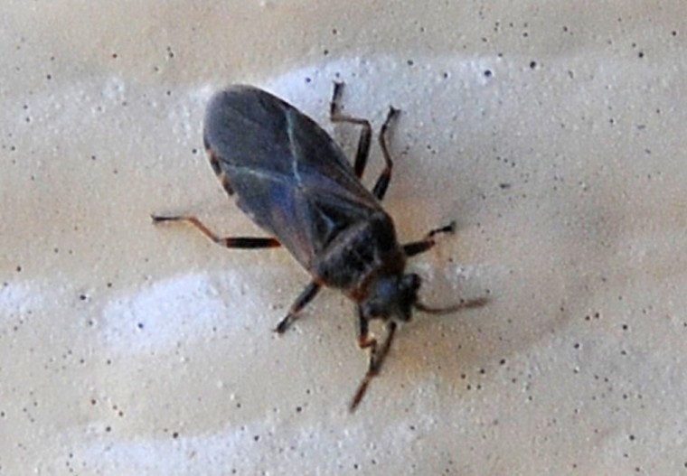 New insect bugs out area residents Idaho PressTribune Local News