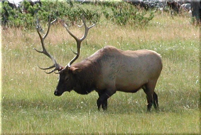 elk yellowstone