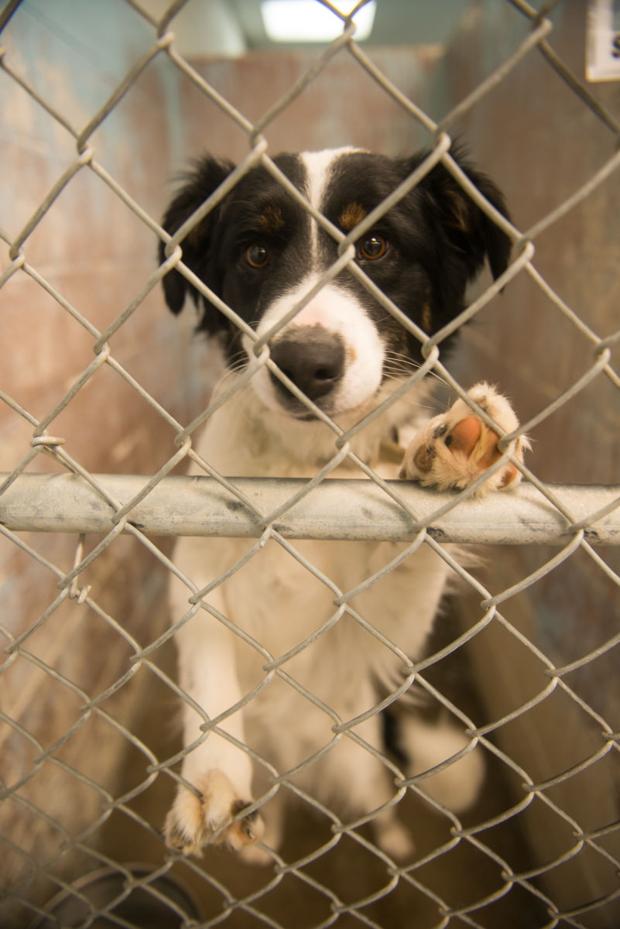 Pocatello Animal Shelter cats and dogs to move into new digs
