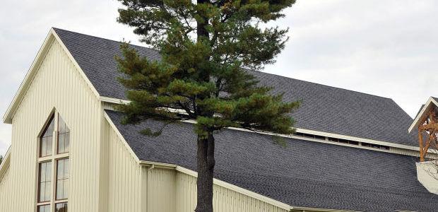 St Bernard S White Pine And The King S Broad Arrow Mark