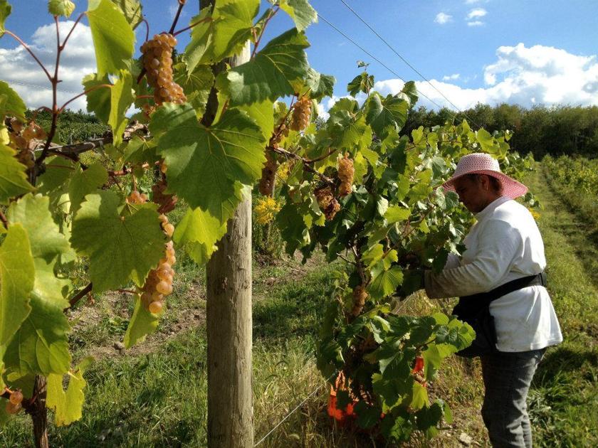 Picking Grapes by Hand | Fall Guide | ithaca.com