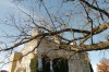 EIU oak tree