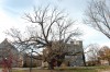EIU oak tree