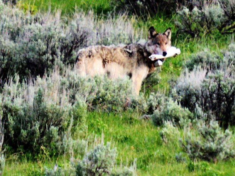 Andy Ostmeyer: Yellowstone changes beg question about role of red wolf