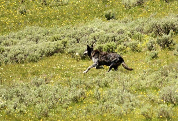 Andy Ostmeyer: Yellowstone changes beg question about role of red wolf